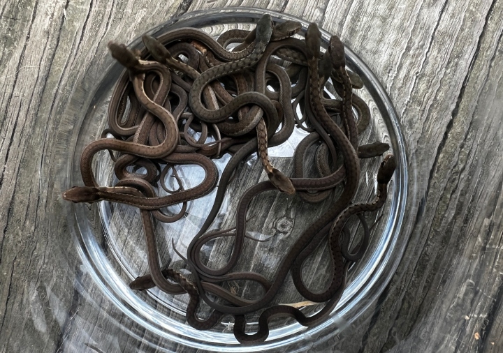 Eastern Garter Snakes